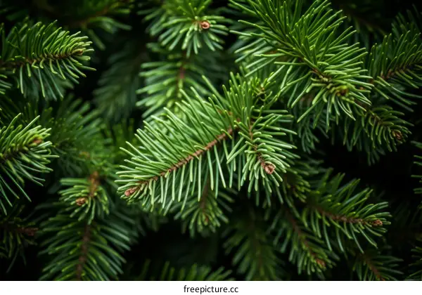Close-up of a green pine tree