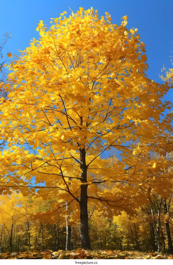 Autumn Forest Scene with Yellow Maple Tree