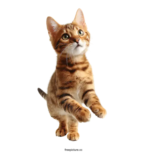 [Transparent Background PNG]Adorable Bengal Kitten in Playful Pose