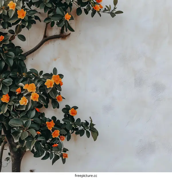 Orange Flowers Growing on a White Wall