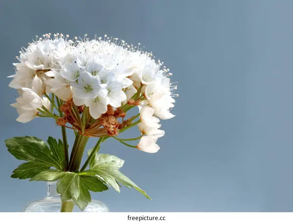 Close up of a bouquet of white flowers in a vase