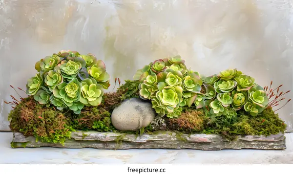 Succulents in a Stone Planter with Moss