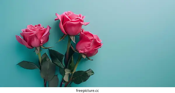 Pink Roses On Turquoise Background