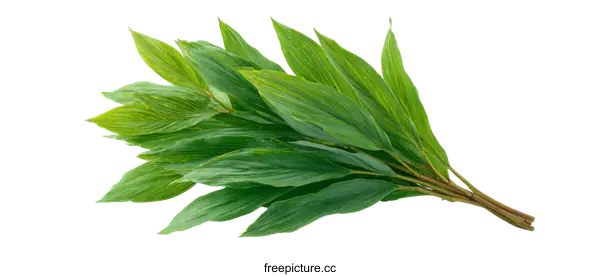 [Transparent Background PNG]Fresh Green Leaves Close Up