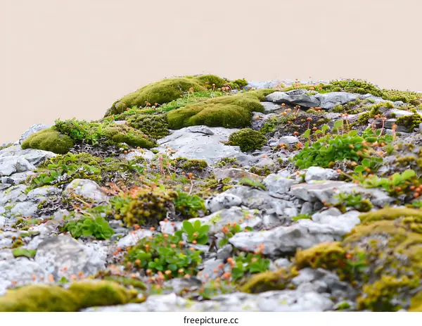 Green Moss and Rocks with a Beige Background