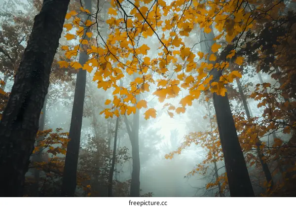 Golden Leaves in a Foggy Forest