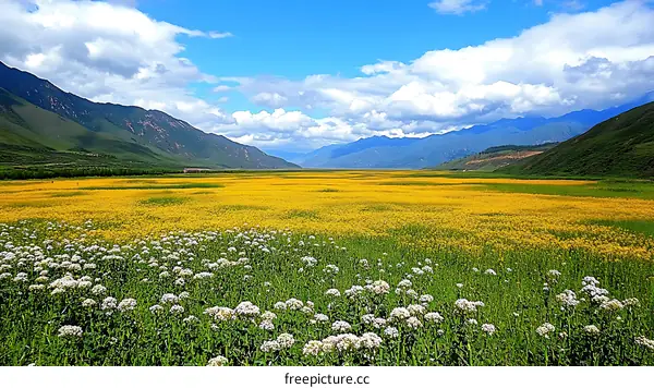 Vast Blooming Yellow and White Flowers Field Scenery