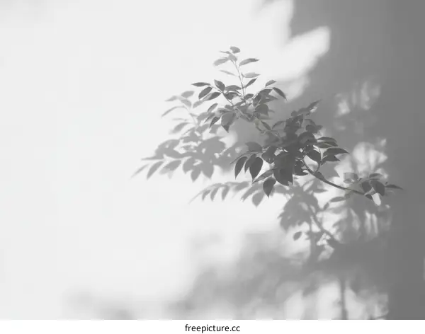 Beautiful Shadow Play of Leaves on a Wall