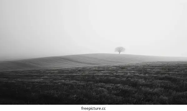 Black and white photo of a lonely tree on a hill