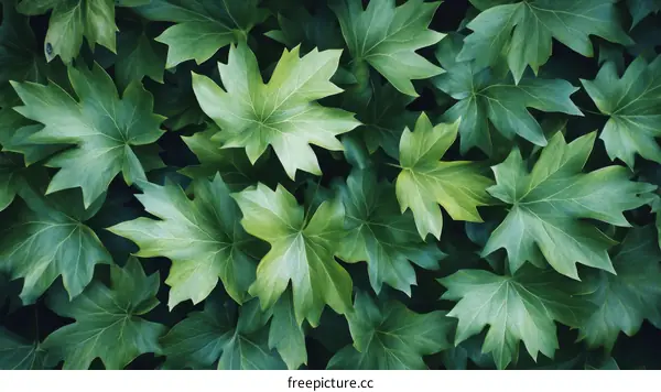 Closeup of Lush Green Leaves