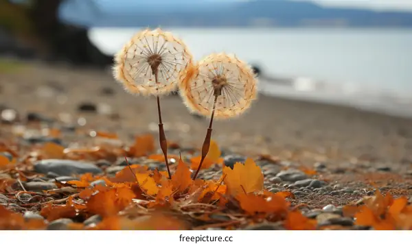 Two Dandelions by the Lake in Autumn