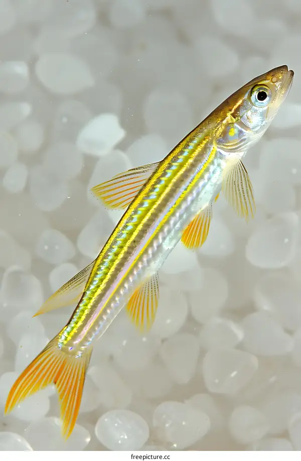 Striped Aquarium Fish