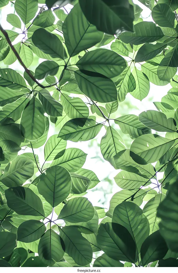 Green Leaves Canopy Background Image