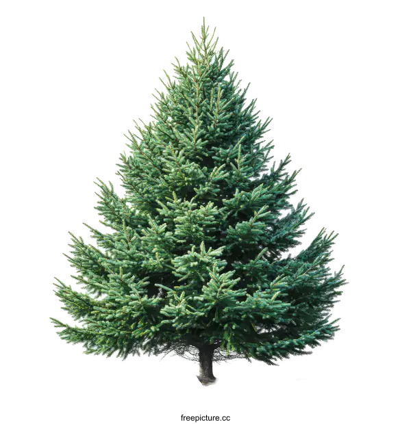 [Transparent Background PNG]Isolated Christmas Tree on White Background