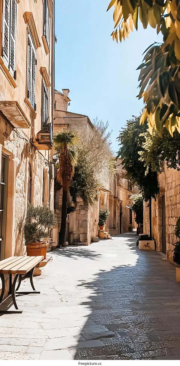 Narrow Stone Street in Old Town with Palm Tree