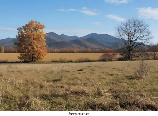 Two trees in the middle of a harvested field in autumn