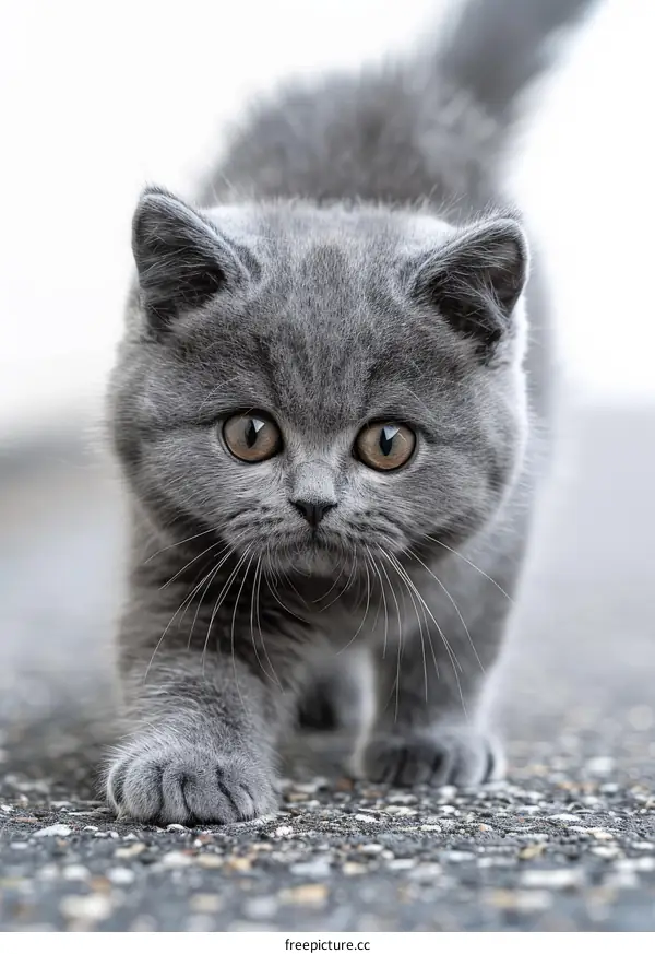 Cute gray kitten walking towards the camera