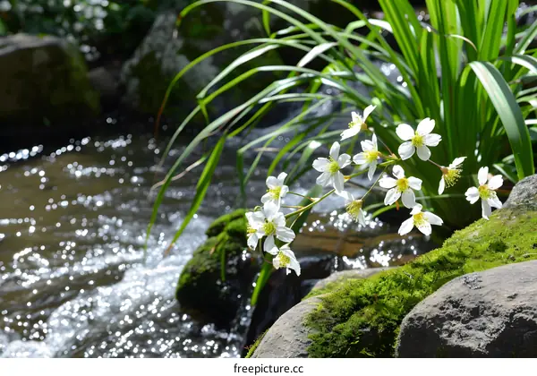 White Flowers Blooming by a Creek