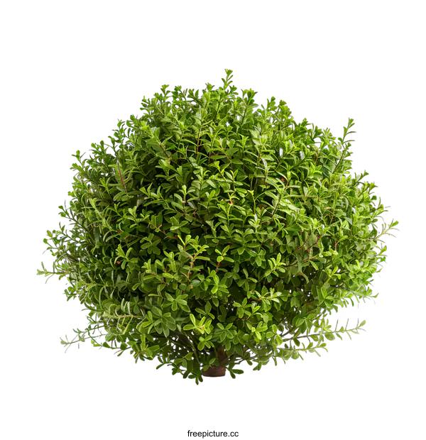 [Transparent Background PNG]Green Bush Isolated on White Background