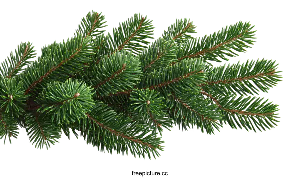 [Transparent Background PNG]Christmas Fir Tree Branches Close-up Image