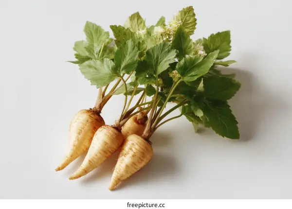 Fresh Parsnips with Greenery