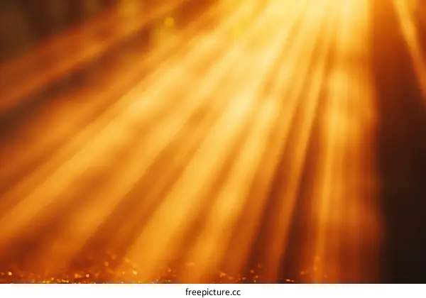 Orange rays of light from the setting sun shining through the trees in a forest