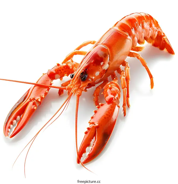 Fresh cooked lobster isolated on white background