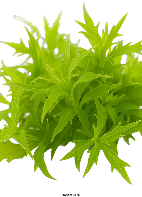 [Transparent Background PNG]Green Leaves Close Up On White Background