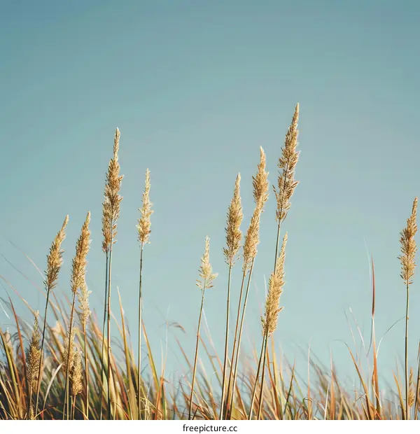 Tall Grass Blades Under Blue Sky