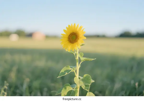 A Vibrant Yellow Sunflower Standing Tall in a Green Field