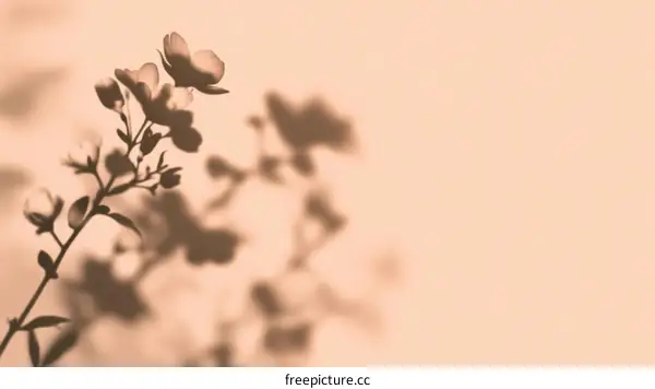Floral Shadow Play on Peach Background