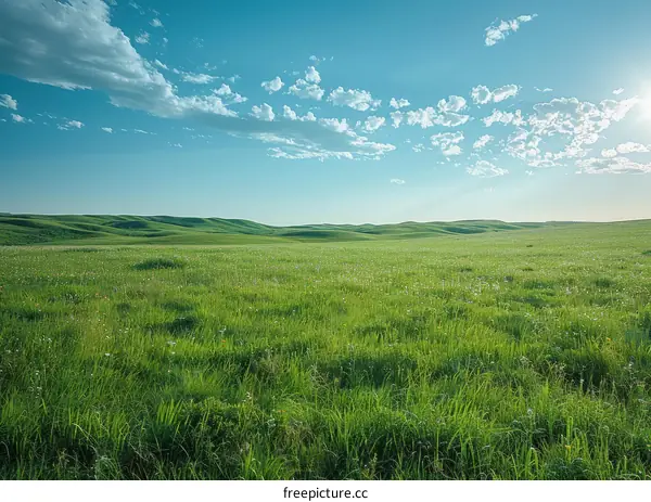 Vast green grassland under blue sky and white clouds