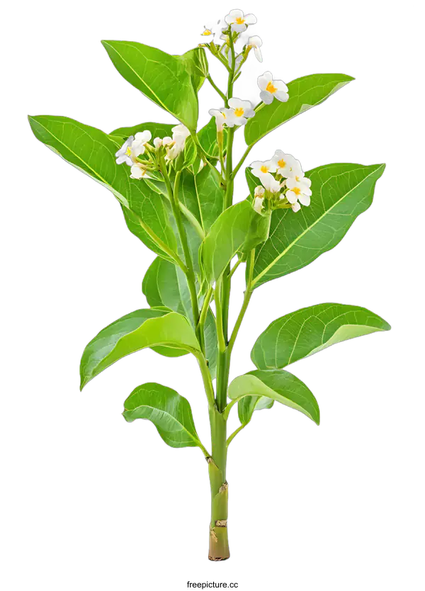[Transparent Background PNG]Green Branch with White Flowers Isolated on White Background