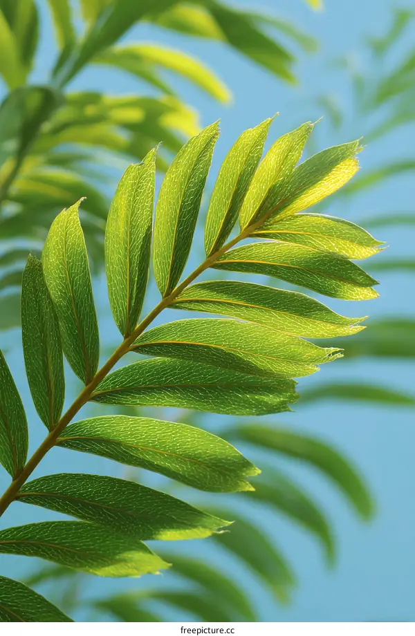 Close-up Lush Green Leaves Against a Light Blue Sky
