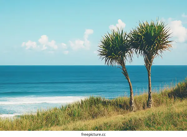Two Palm Trees by the Ocean on a Sunny Day