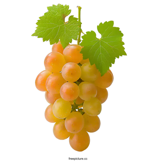 [Transparent Background PNG]Close-up of a bunch of yellow grapes with green leaves