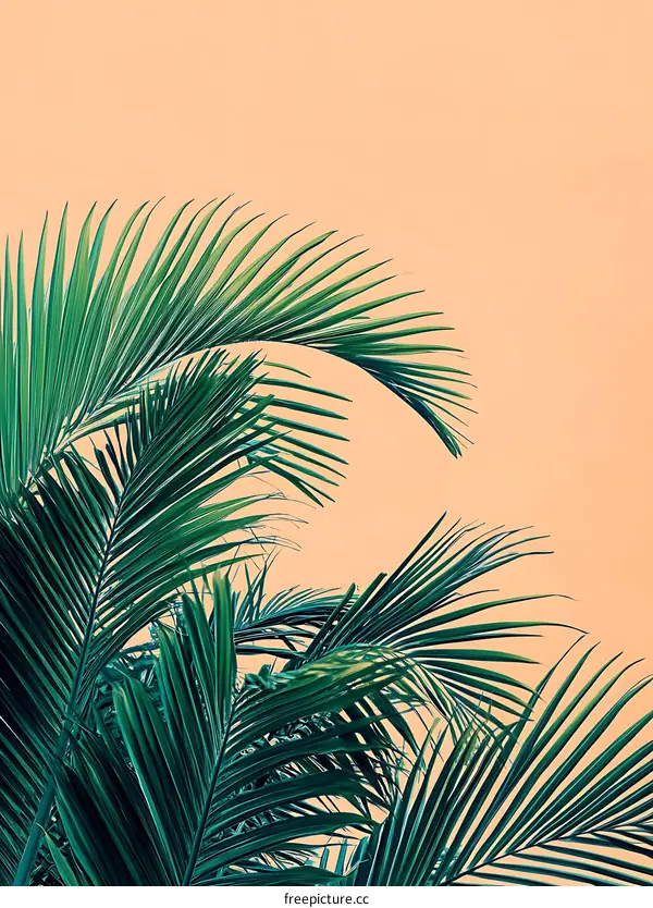 Green Palm Leaves with Orange Background