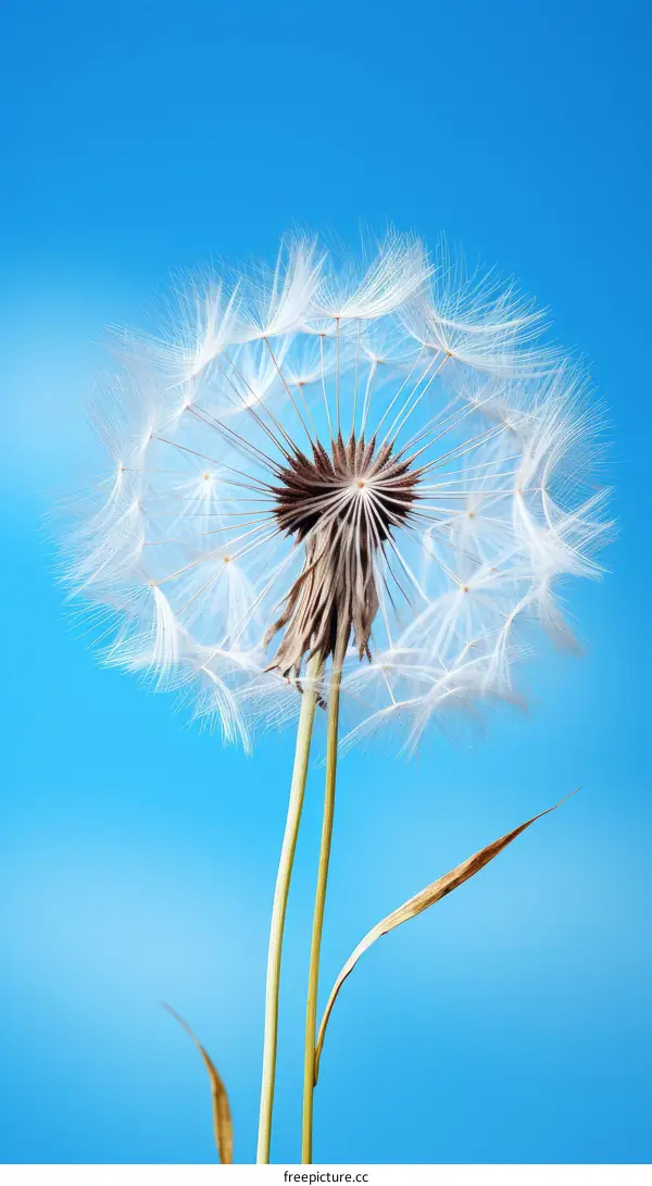 Dandelion flower with seeds on blue background