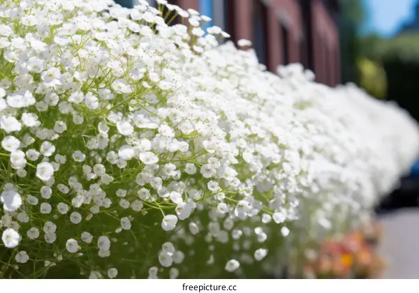 Delicate white flowers hanging from a building