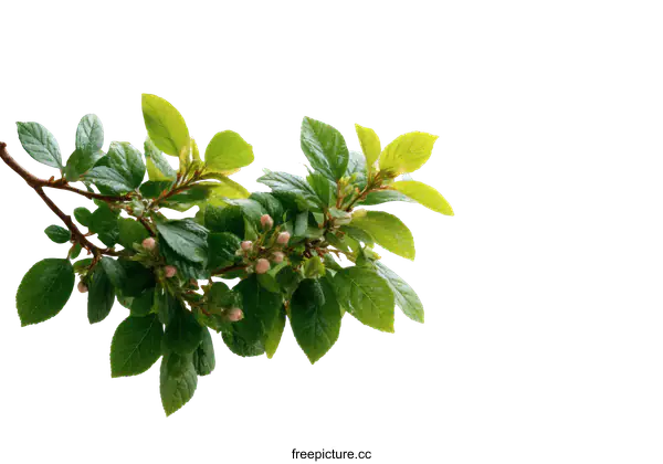 [Transparent Background PNG]Fresh Spring Branch with Leaves and Buds