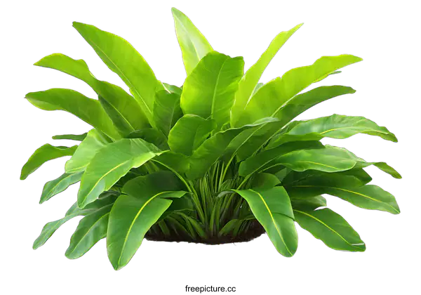 [Transparent Background PNG]Green Tropical Leaves on White Background