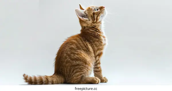 A ginger cat is sitting and looking up