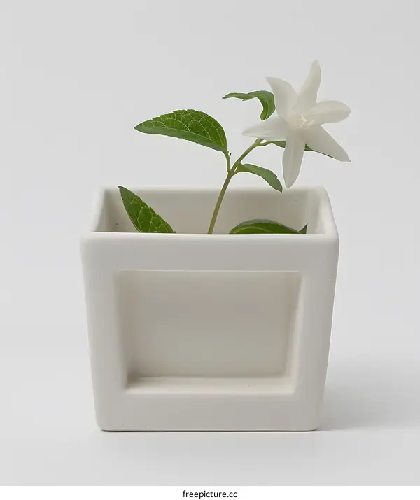 White Flower in a White Square Pot