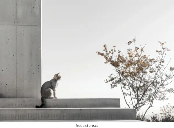 Gray Cat on Concrete Steps with Small Tree