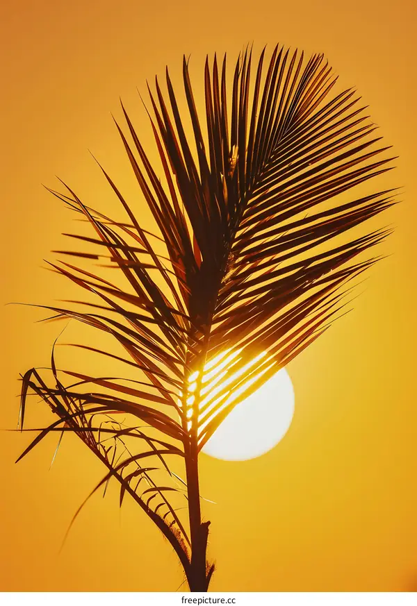 Silhouette Of Palm Leaf Against Sunset Sky