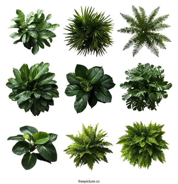 [Transparent Background PNG]Top View Collection of Tropical Plants