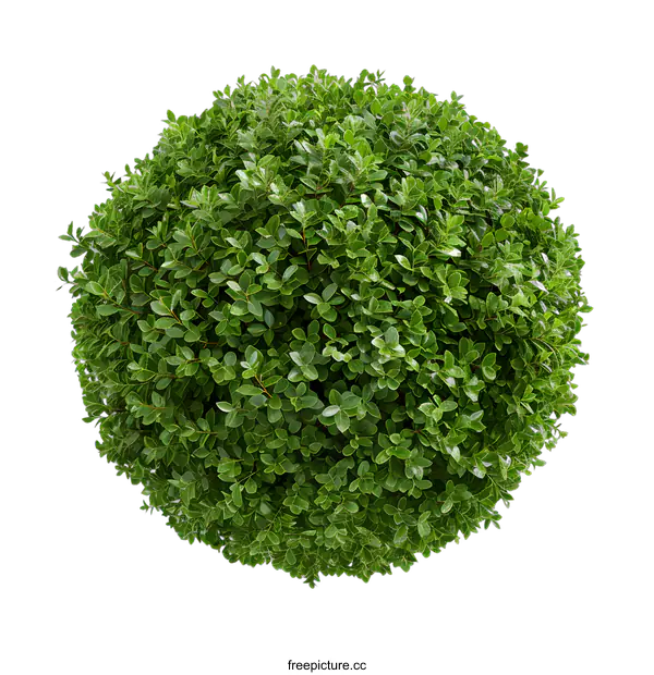 [Transparent Background PNG]Green Bush Sphere Isolated on White Background
