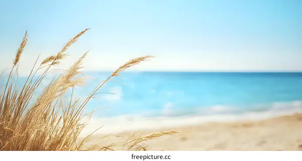 Summer Beach Grass  Ocean Sky