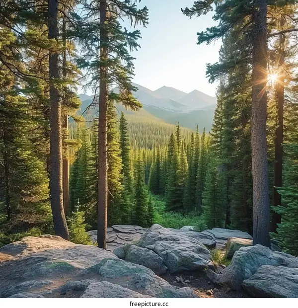 The sun shines through the forest