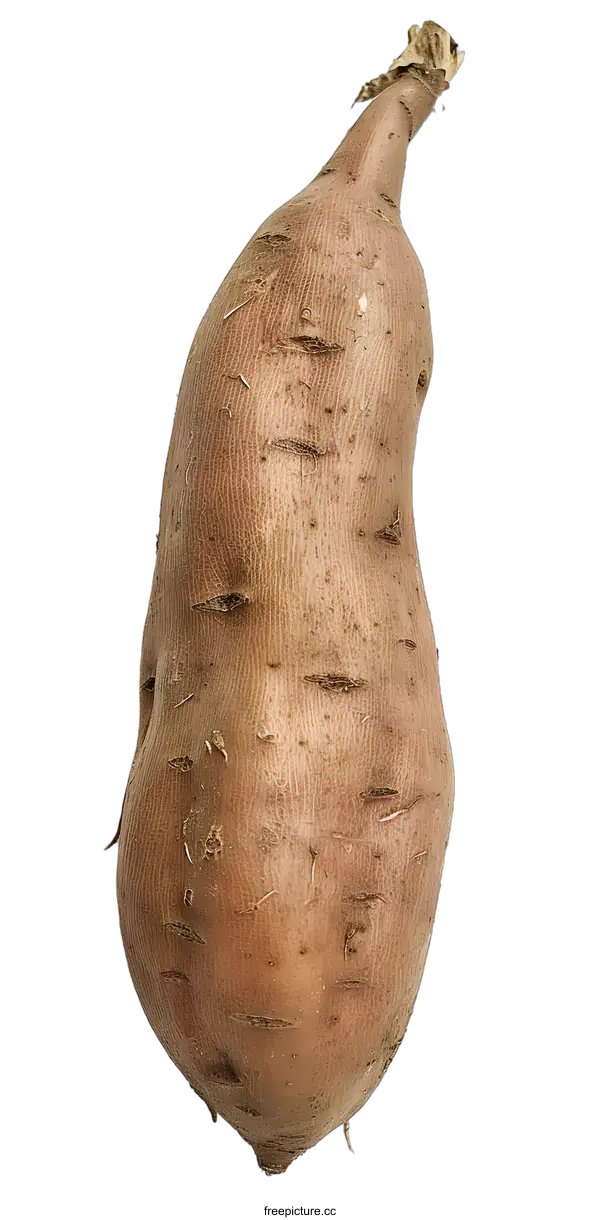 [Transparent Background PNG]Single Raw Sweet Potato on White Background